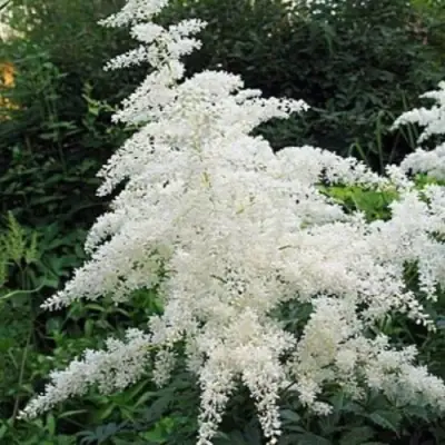 Астильба БРАУТШЛЕЙЕР Арендса в Сморгони