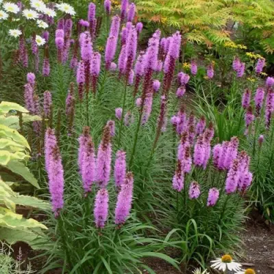Лиатрис РОЗЕА колосковая в Сморгони