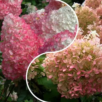 Комплект МАЛИНОВЫЙ ЗАКАТ в Сморгони