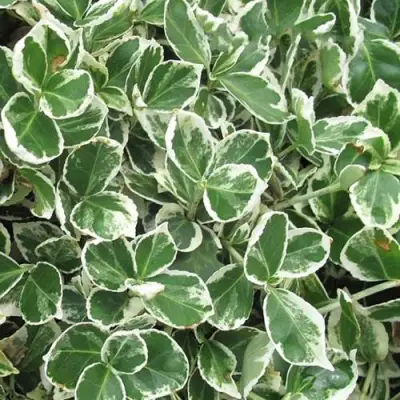 Бересклет ЭМЕРАЛЬД ГАИТИ форчуна  в Сморгони