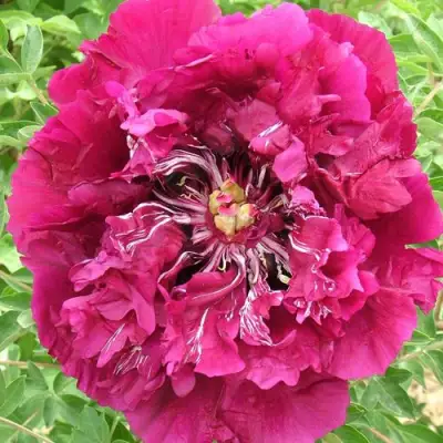 Пион ПУРПУРНЫЙ ОКЕАН древовидный в Сморгони