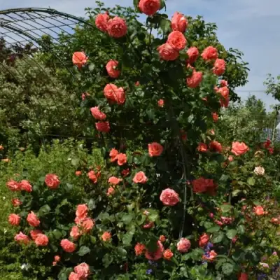 Роза ДИ ДИ БРИДЖУОТЕР плетистая в Сморгони