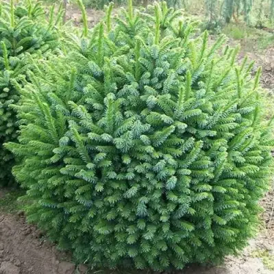 Ель НАНА сербская в Сморгони