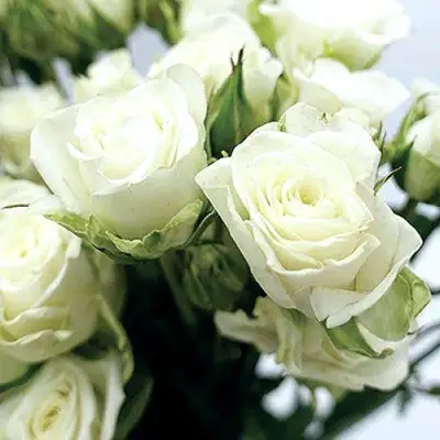 Роза СНОУФЛЕЙК спрей в Сморгони