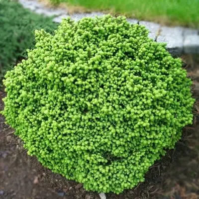 Ель ЛИТЛ ДЖЕМ обыкновенная в Сморгони