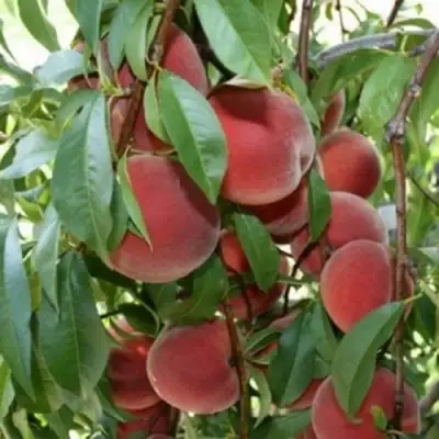 Персик ЮБИЛЕЙ СТОЛИЦЫ колонновидный в Сморгони