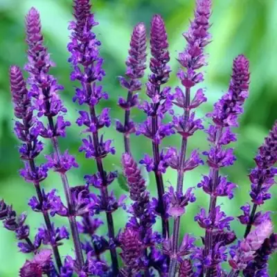 Шалфей КАРАДОНА в Сморгони