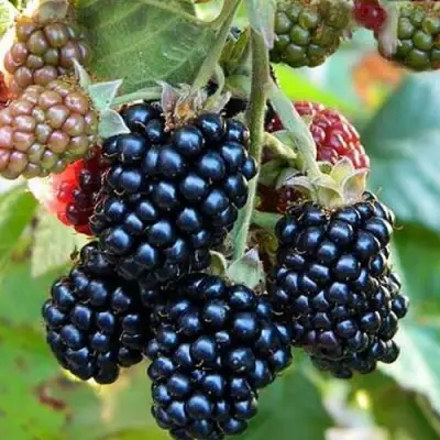 Ежевика ОУАЧИТА бесшипная  в Сморгони