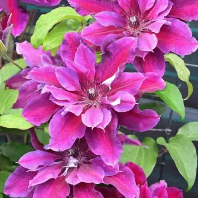 Клематис МАЙ БЬЮТИ в Сморгони