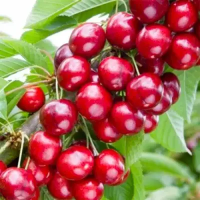 Вишня МАЛЮТКА колонновидная в Сморгони