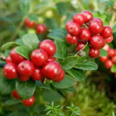 Брусника садовая РУНО БЕЛЯВСКИ в Сморгони