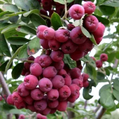 Рябина ТИТАН сладкоплодная  в Сморгони