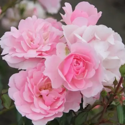 Роза БОНИКА флорибунда в Сморгони