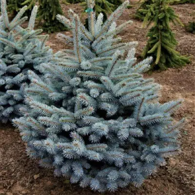 Ель МИСТИ БЛЮ голубая в Сморгони