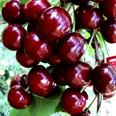 Черешня ОЛЕНЬКА в Сморгони