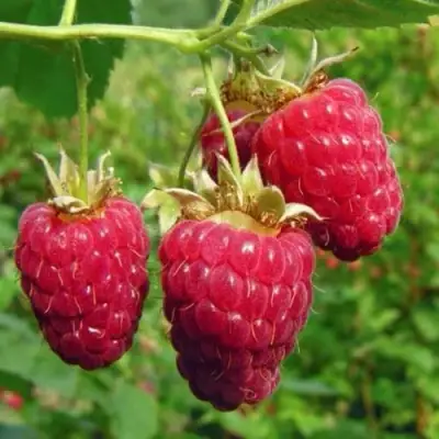 Малина ГОРДОСТЬ РОССИИ в Сморгони