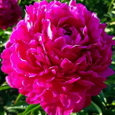 саженцы пиона