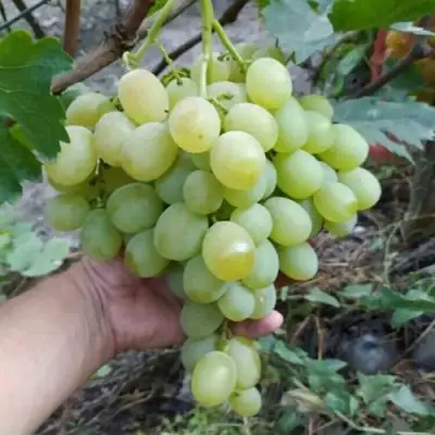 Виноград ВАНЮША в Сморгони
