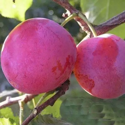 Слива ДЕЛИКАТНАЯ в Сморгони