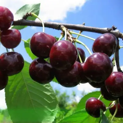 Дюк ЧУДО-ВИШНЯ в Сморгони