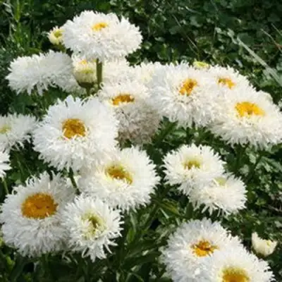 Нивяник КРЕЙЗИ ДЕЙЗИ наибольший в Сморгони