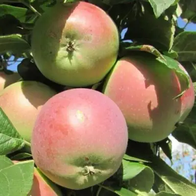 Яблоня МОСКОВСКОЕ ЗИМНЕЕ в Сморгони