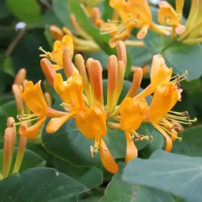 Жимолость ТЕЛЬМАНА в Сморгони