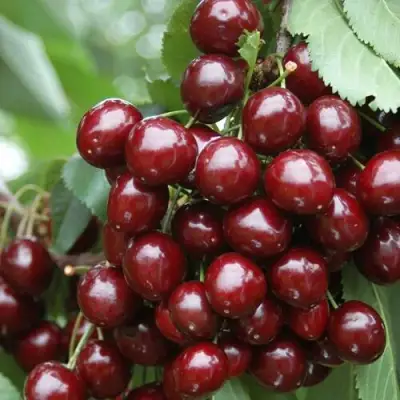 саженцы черешни Сильвия