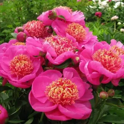 Пион ДОРИН травянистый в Сморгони