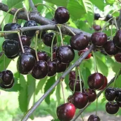 Черешня ЛЮБИМИЦА АСТАХОВА в Сморгони