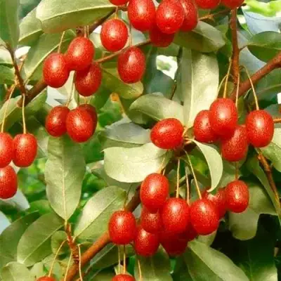 ГУМИ (ЛОХ МНОГОЦВЕТКОВЫЙ) в Сморгони