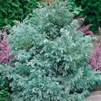 Кипарисовик БУЛЕВАРД горохоплодный в Сморгони