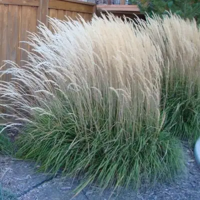 Вейник КАРЛ ФОРСТЕР остроцветковый в Сморгони