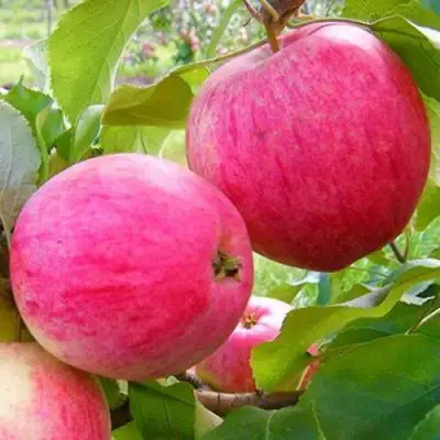 Яблоня РОЗОВЫЙ НАЛИВ в Сморгони