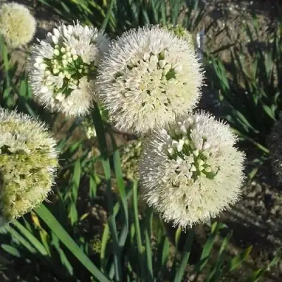 Лук слизун в Сморгони