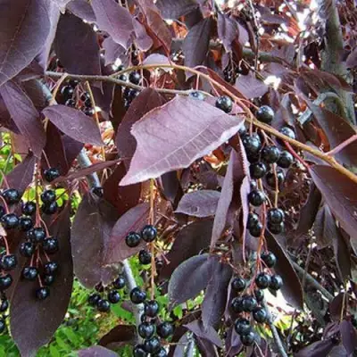 Черемуха виргинская ШУБЕРТ в Сморгони