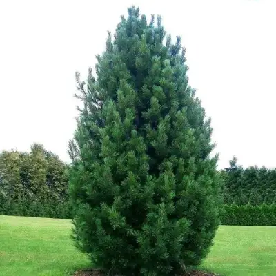 Сосна кедровая европейская в Сморгони