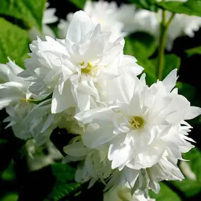 Жасмин ДАМ БЛАНШ в Сморгони