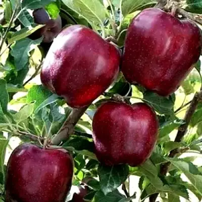 Яблоня РЕД ЧИФ в Сморгони