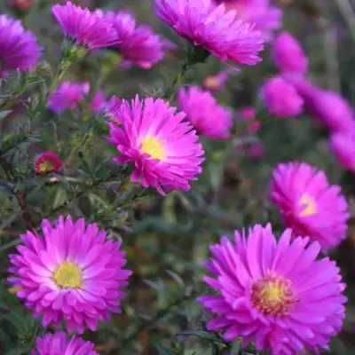 Астра КАРМИНКУППЕЛЬ в Сморгони