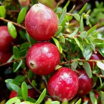 Клюква СТИВЕНС в Сморгони