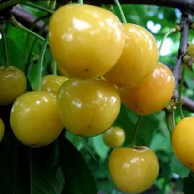 Черешня РОССОШАНСКАЯ ЗОЛОТАЯ в Сморгони