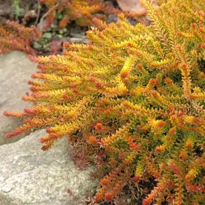 Водяника БЕРНШТЕЙН черная в Сморгони