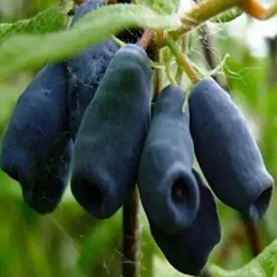 Жимолость съедобная НАРЫМСКАЯ в Сморгони