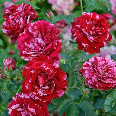 Роза ДИП ИМПРЕШН флорибунда в Сморгони