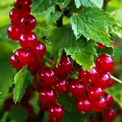 Смородина красная РОЛАН в Сморгони