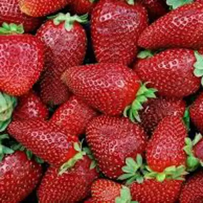 Клубника СКАЛА в Сморгони