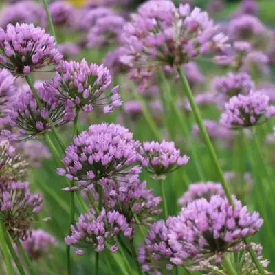 Лук угловатый в Сморгони