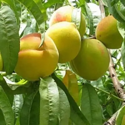 Персик СЕЯНЕЦ СТАРКА в Сморгони