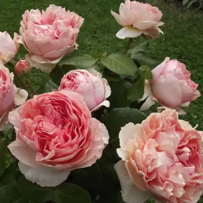 Роза ФИЛИНГ чайно-гибридная в Сморгони